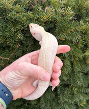 Load image into Gallery viewer, Juvenile Ivory Northern Blue Tongue Skink