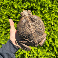 Load image into Gallery viewer, XXL Cane Toad (1)