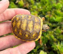 Load image into Gallery viewer, ‘Exceptional’ Baby Red-Foot Tortoise (2)