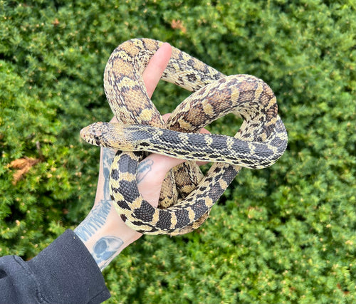 Adult Bullsnake (Female)