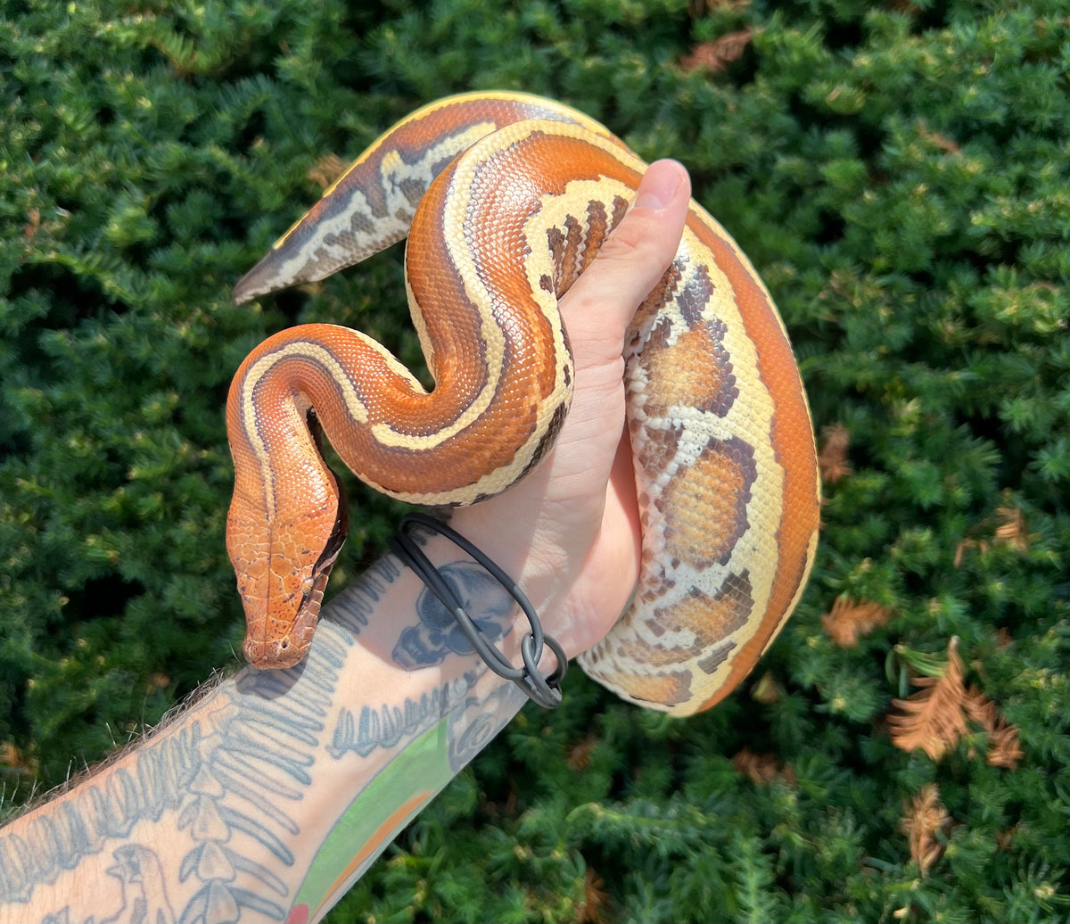 Blood Python Tail Patterns Juvenile ZigZag Lyly het T- Blood Python (Male) – Scales and Tails of Ohio