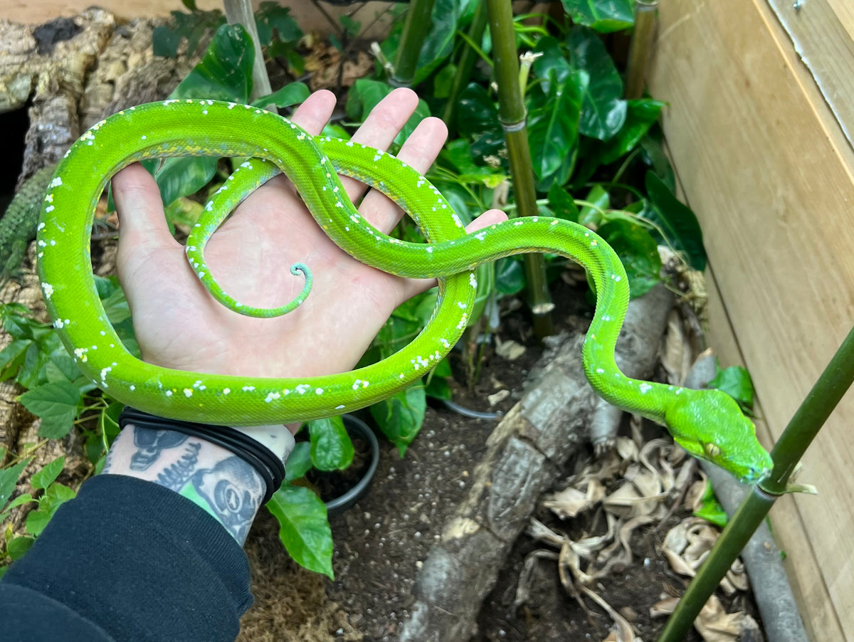 Adult Aru Green Tree Python (Male 1) – Scales and Tails of Ohio