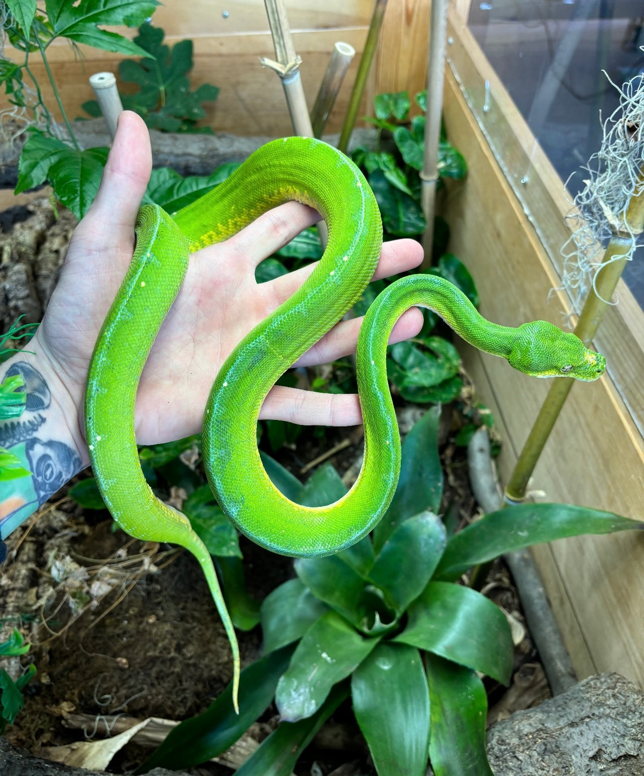 Adult Jayapura Green Tree Python (Male) – Scales and Tails of Ohio
