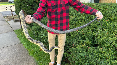 Adult Amazon Puffing Snake (Female)