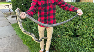 Adult Amazon Puffing Snake (Female)