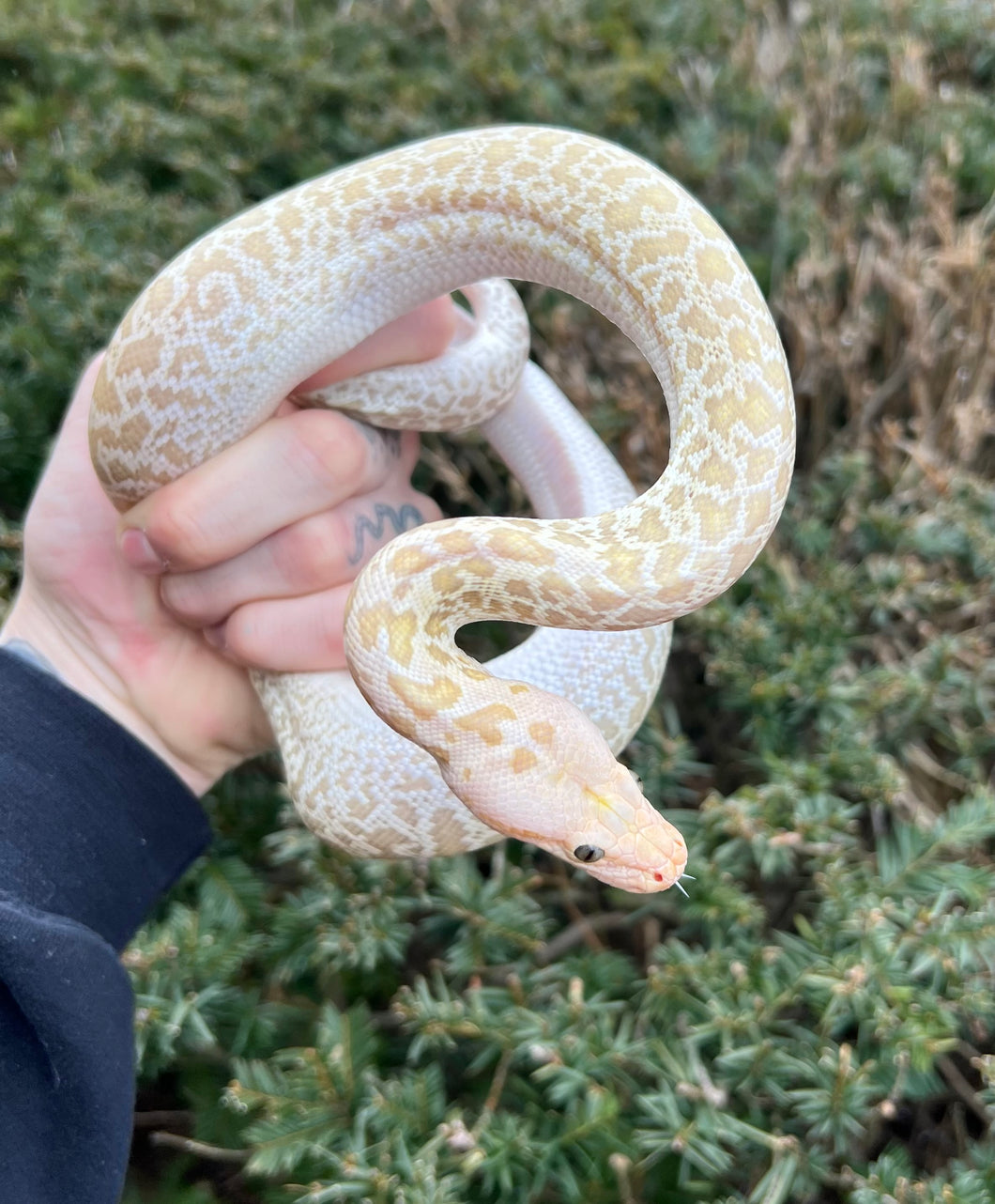 Baby Hypo Granite Burmese Python het Pearl Albino