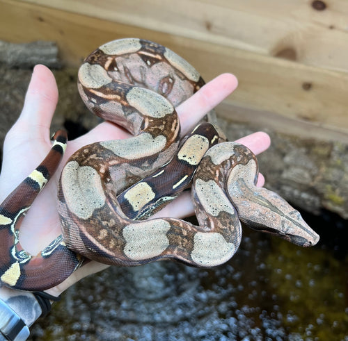Juvevile Guyana Boa (Male 5)