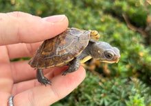Load image into Gallery viewer, Baby Eastern Box Turtle