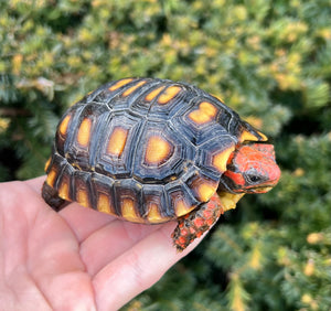 4” Cherry-Head Red Foot Tortoise