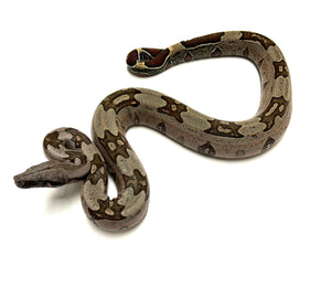 Juvenile Guyana Boa (Male 1)