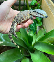 Load image into Gallery viewer, Baby Black Throat Monitor (6)
