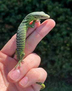 Baby Green Tree Monitor (1)