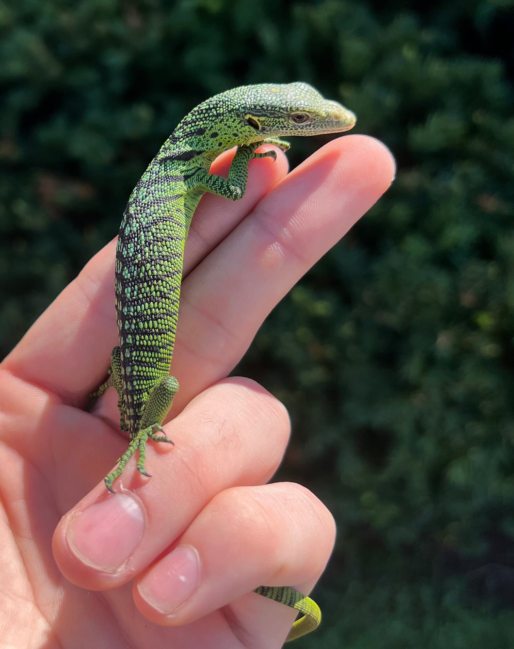 Baby Green Tree Monitor (1)