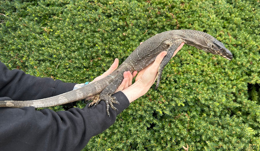 Sub-Adult Black Roughneck Monitor (Probable Male 1)