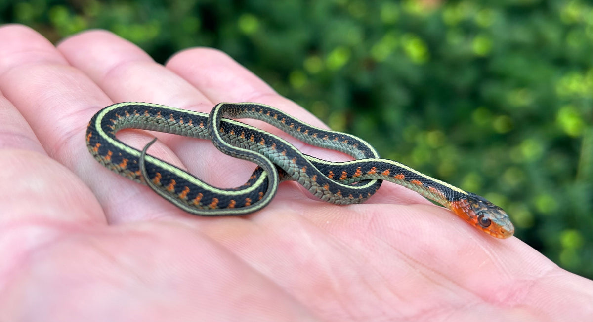 Baby Oregon RedSpotted Garter Snake Scales and Tails of Ohio