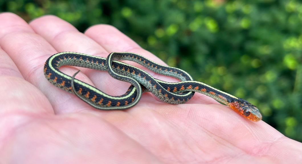 Baby Oregon Red-Spotted Garter Snake