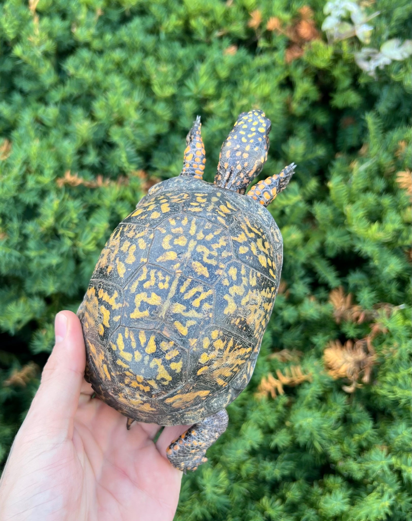 Adult Eastern Box Turtle (Female 1) – Scales and Tails of Ohio