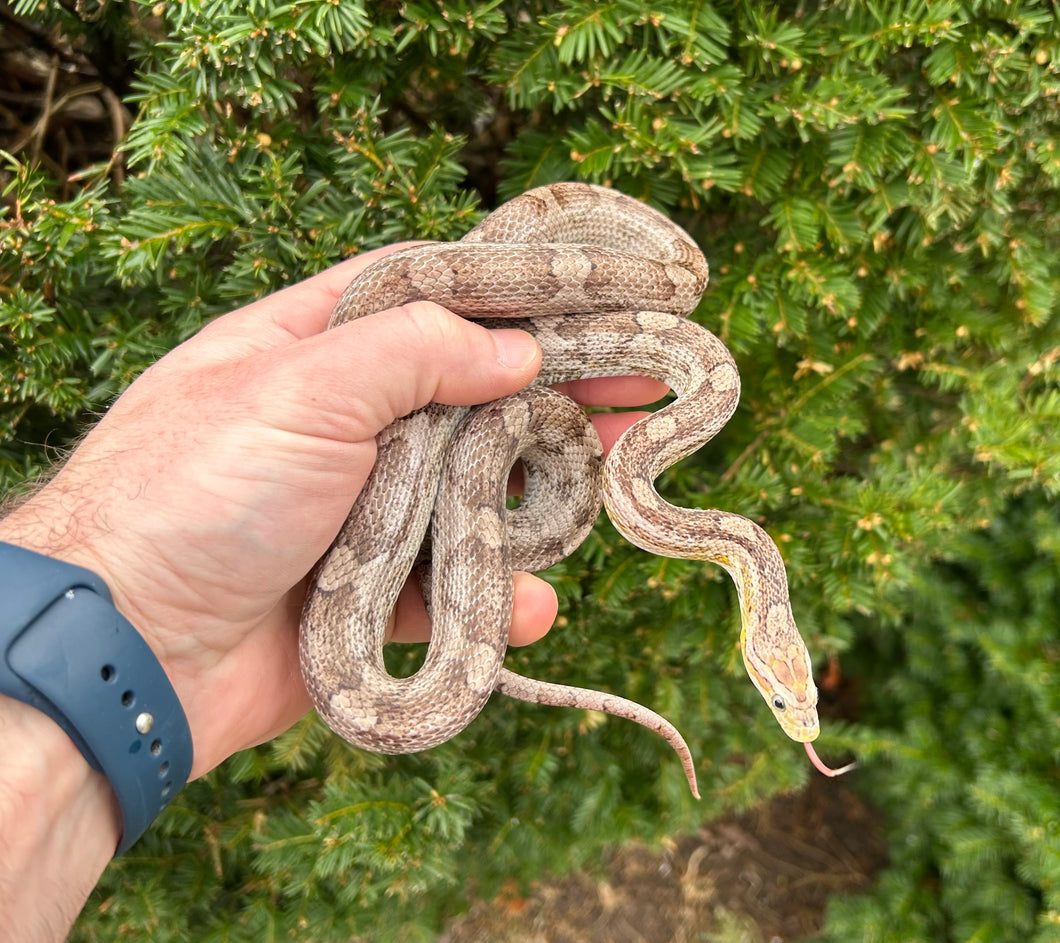 Sub-Adult Anery Corn Snake (Female)
