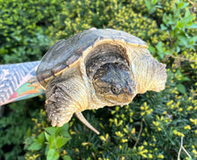 Load image into Gallery viewer, 7” Snapping Turtle