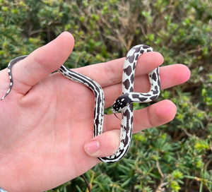 Baby Aberrant California Kingsnake