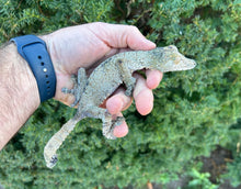Load image into Gallery viewer, Adult Giant Leaf-tailed Gecko (1.1 Pair)