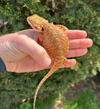 Load image into Gallery viewer, Juvenile ‘High-Red’ 50% Red Monster Bearded Dragon (Male 1)