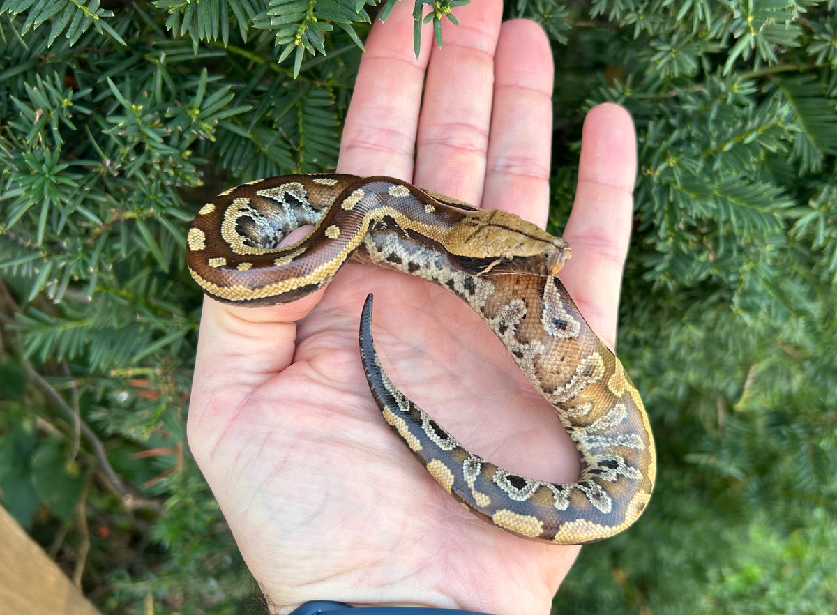 Baby Red Blood Python (Female 4) – Scales and Tails of Ohio