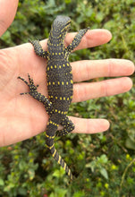 Load image into Gallery viewer, Baby Ornate Nile Monitor