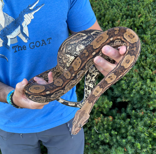 Adult Kobsch Pastel Aztec het VPI Columbian Red-Tailed Boa Constrictor (Male)