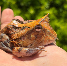 Load image into Gallery viewer, Adult Suriname Horned Frog