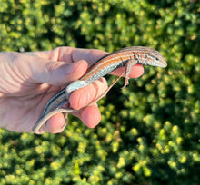 Load image into Gallery viewer, Rainbow Whiptail Lizard (1.1 Pair)