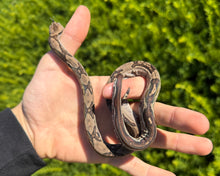 Load image into Gallery viewer, Baby Stripe-Tailed Columbian Red-Tailed Boa Constrictor (Male)
