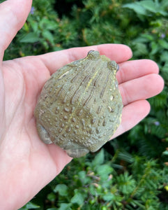 Sub-Adult Giant Pixie Frog