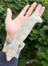 Load image into Gallery viewer, Adult Nuu Ana Leachianus Gecko (Female)