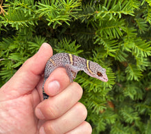 Load image into Gallery viewer, Adult Bawangling Chinese Cave Gecko (Female)