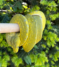 Load image into Gallery viewer, Adult Designer Green Tree Python (Male)