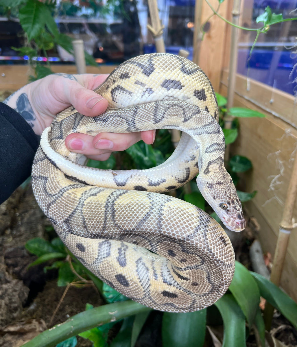 Lesser Inchy Sugar Ball Python Adult OD Sugar Enchi Ball Python (Male) – Scales and Tails of Ohio