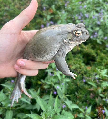 Adult Colorado River Toads (1.1 Pair)