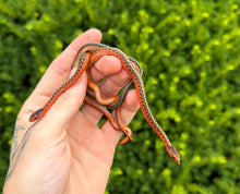 Load image into Gallery viewer, Juvenile Flame Eastern Garter Snake