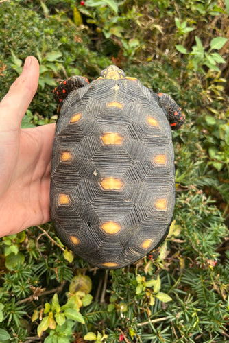 6” Red Foot Tortoise (2)