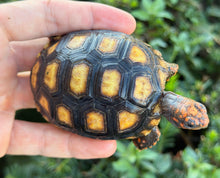 Load image into Gallery viewer, Baby Brazilian Cherryhead Red Foot Tortoise
