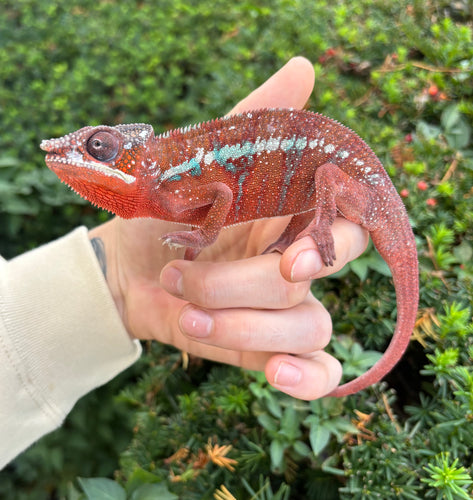 Adult Ambilobe Panther Chameleon (Male)