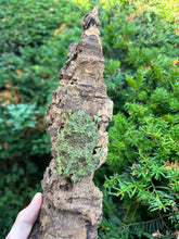 Load image into Gallery viewer, Adult Vietnamese Mossy Frog