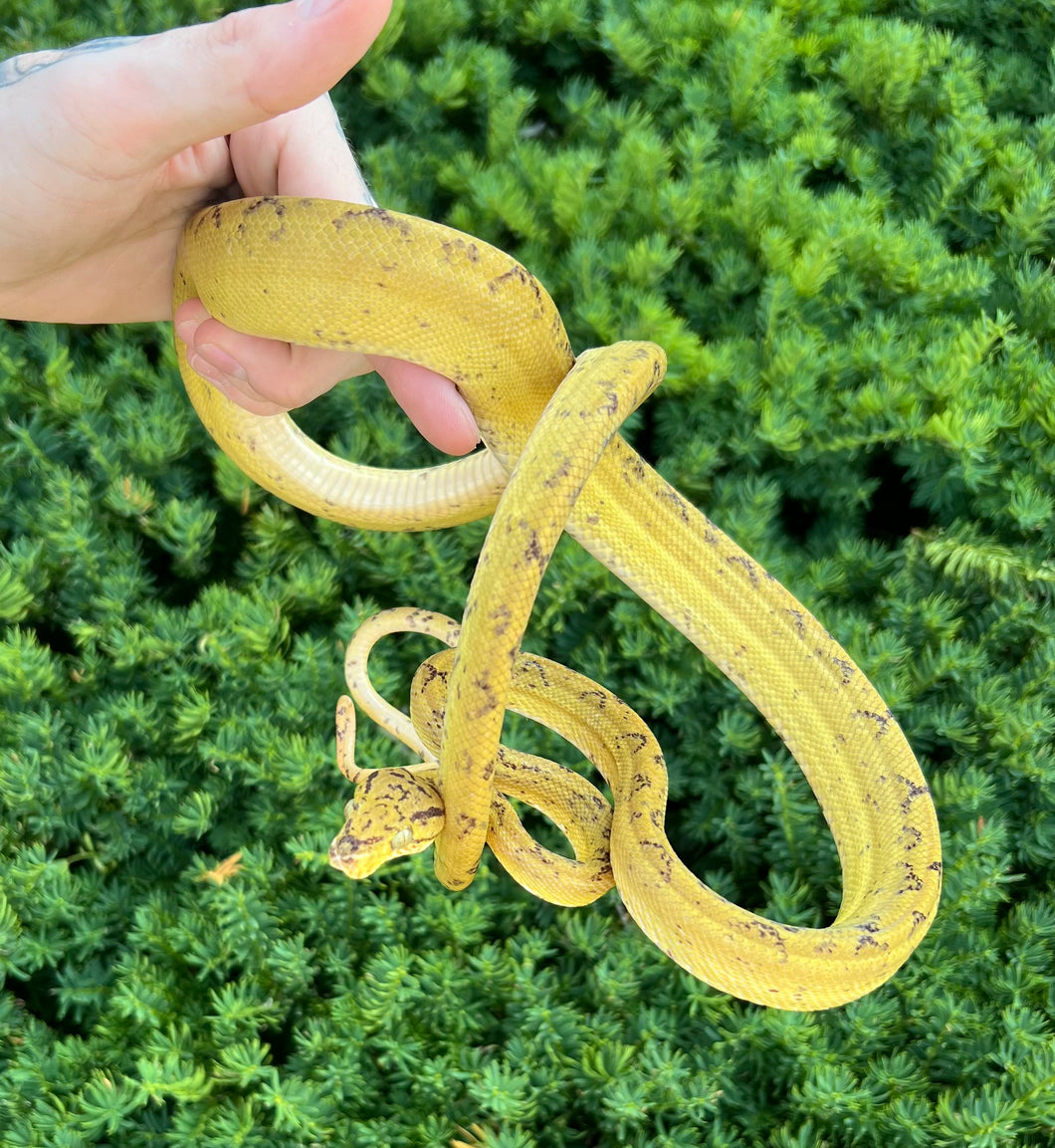 ‘Colored’ Amazon Tree Boa (Male)
