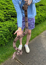 Load image into Gallery viewer, Adult Guyana Boa (imperfect Female)