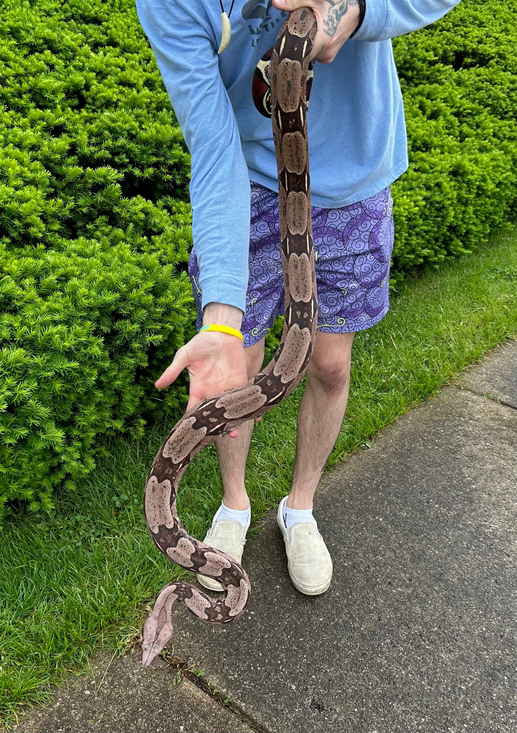 Adult Guyana Boa (imperfect Female)