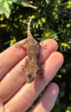 Load image into Gallery viewer, Baby Reticulated Gargoyle Gecko