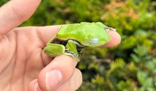 Load image into Gallery viewer, Norhayati’s Glyding Frog