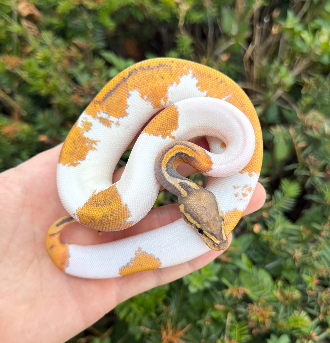 Baby Ghost Pied Ball Python (Female) – Scales and Tails of Ohio