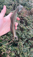Load image into Gallery viewer, Adult Chinese Water Dragon (Female)